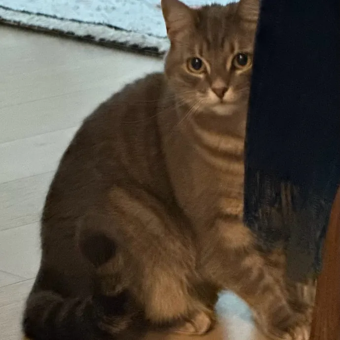 Trustworthy San Francisco Cat Sitter