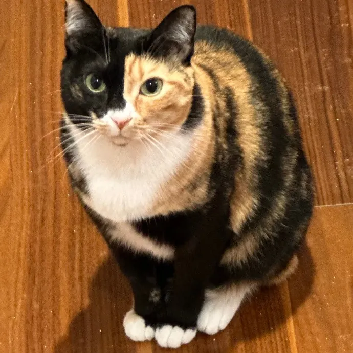 Trustworthy San Francisco Cat Sitter