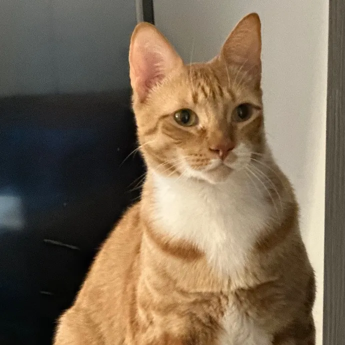 Trustworthy San Francisco Cat Sitter