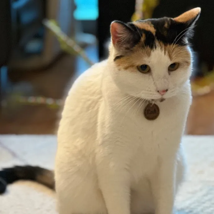 Trustworthy San Francisco Cat Sitter