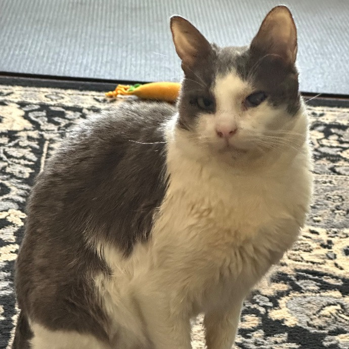 Trustworthy San Francisco Cat Sitter