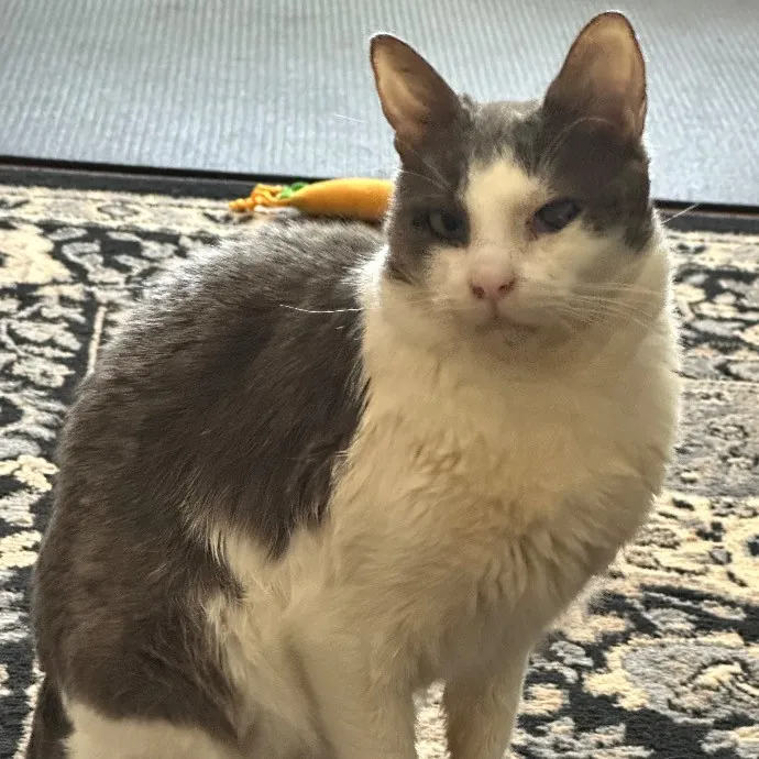 Trustworthy San Francisco Cat Sitter