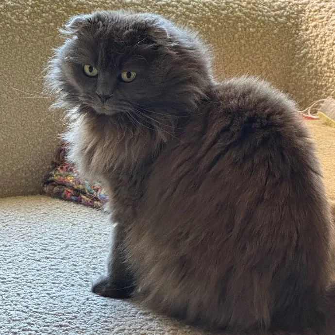 Trustworthy San Francisco Cat Sitter