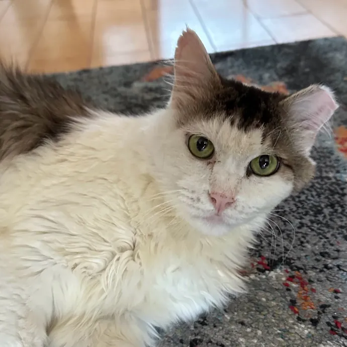 Trustworthy San Francisco Cat Sitter