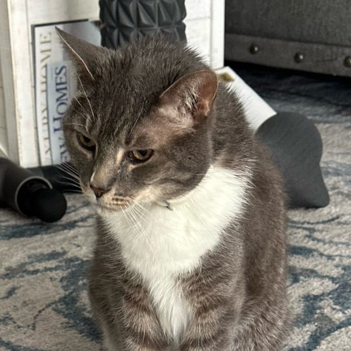 Trustworthy San Francisco Cat Sitter