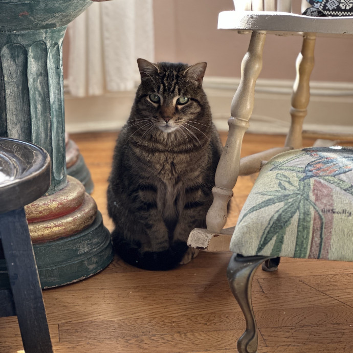 Trustworthy San Francisco Cat Sitter