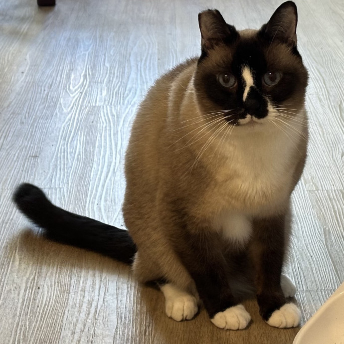 Trustworthy San Francisco Cat Sitter