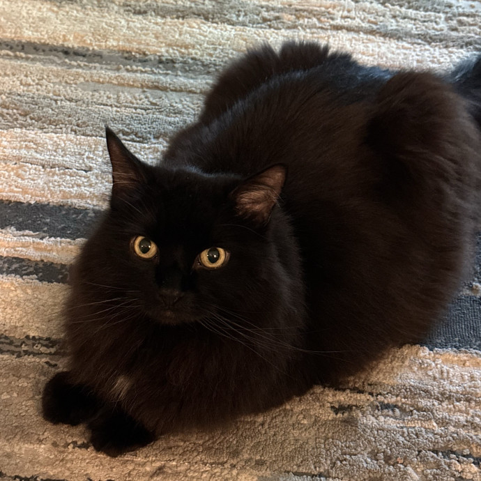 Trustworthy San Francisco Cat Sitter