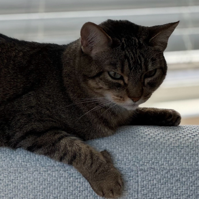 Trustworthy San Francisco Cat Sitter