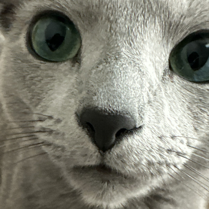 Trustworthy San Francisco Cat Sitter