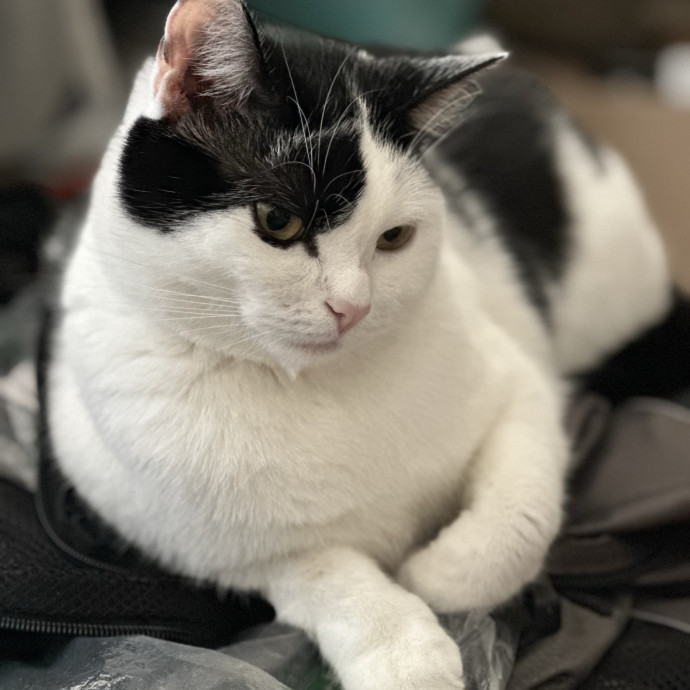 Trustworthy San Francisco Cat Sitter