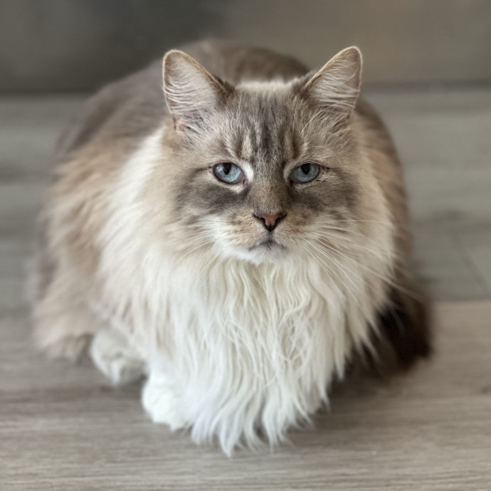 Trustworthy San Francisco Cat Sitter