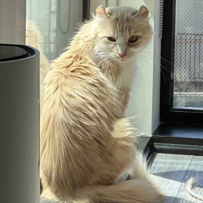Trustworthy San Francisco Cat Sitter