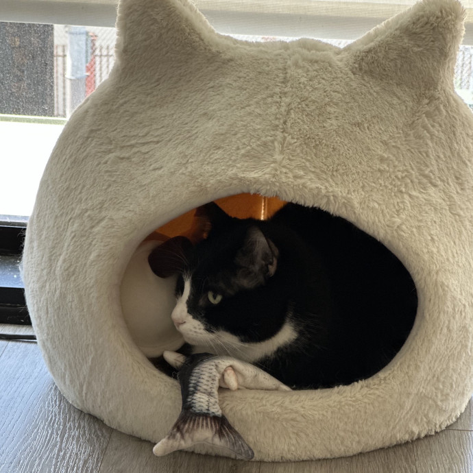 Trustworthy San Francisco Cat Sitter