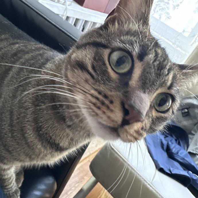 Trustworthy San Francisco Cat Sitter