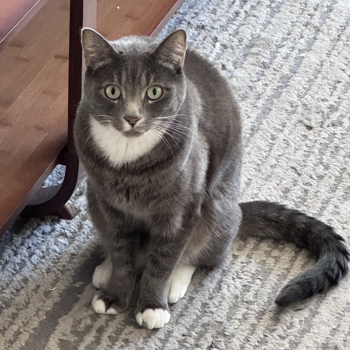 Trustworthy San Francisco Cat Sitter