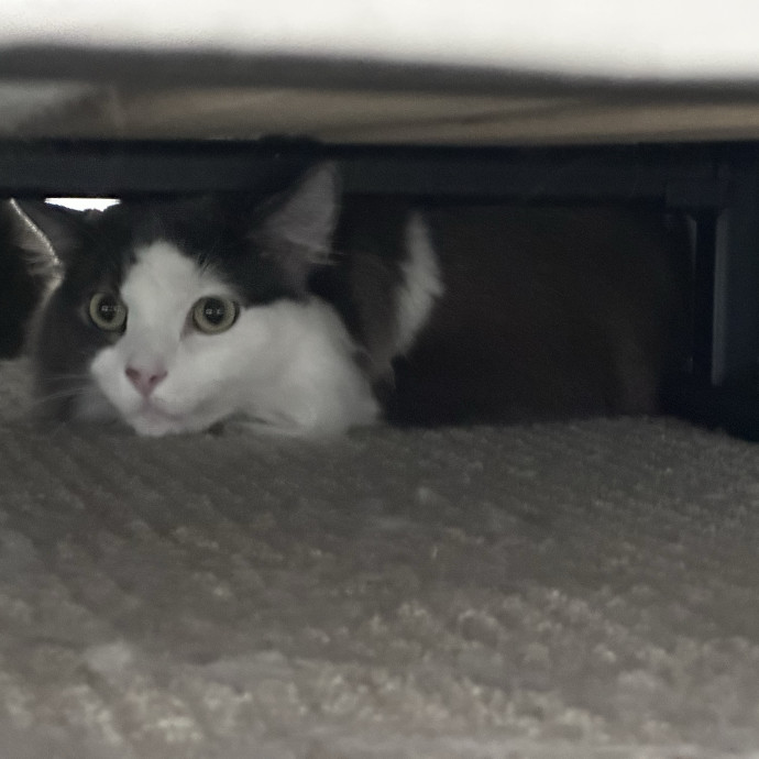 Trustworthy San Francisco Cat Sitter photo 3