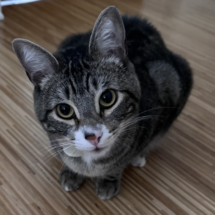Trustworthy San Francisco Cat Sitter photo 2