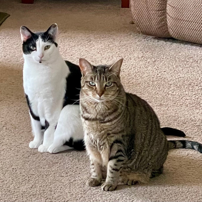 Dwana's Cat Care Services