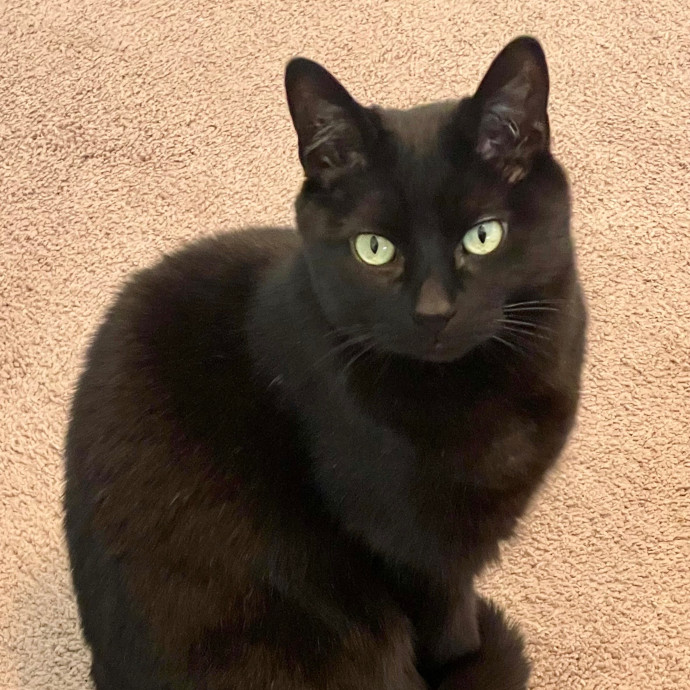 Dwana's Cat Care Services photo 3