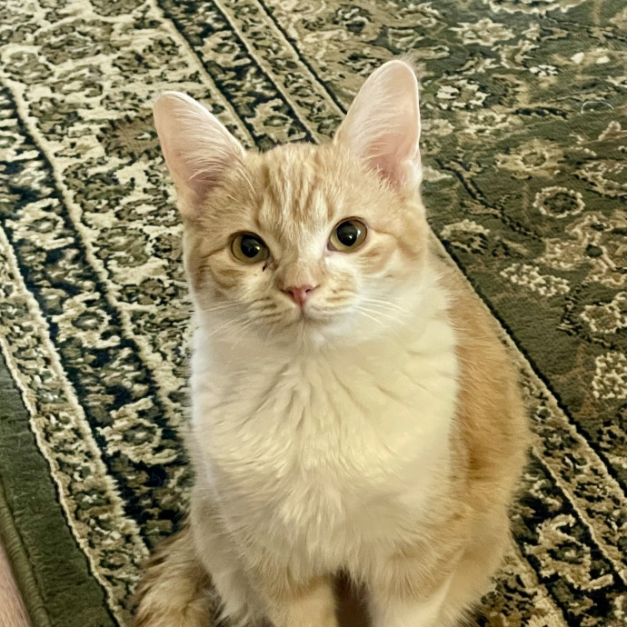 Dwana's Cat Care Services photo 2