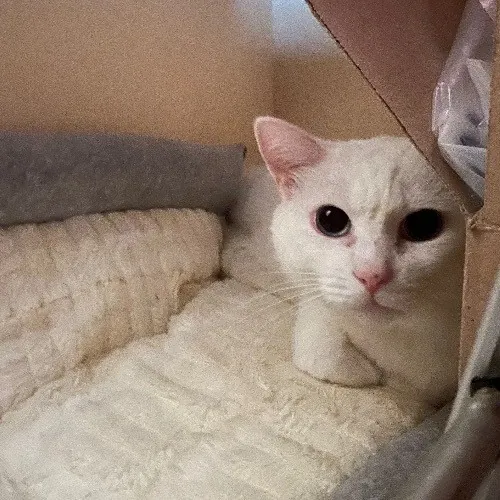 Asha's Cat-Sitting Service