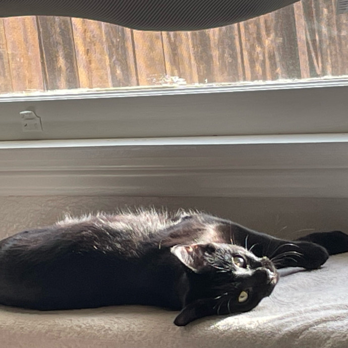 Asha's Cat-Sitting Service