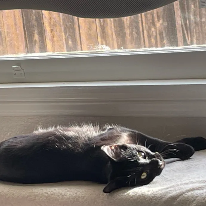 Asha's Cat-Sitting Service