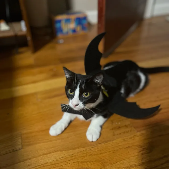 Asha's Cat-Sitting Service