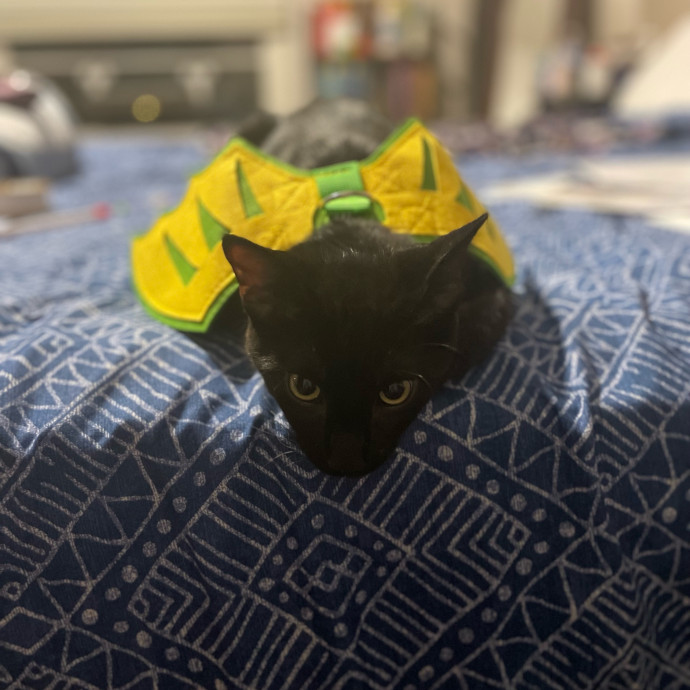 Asha's Cat-Sitting Service