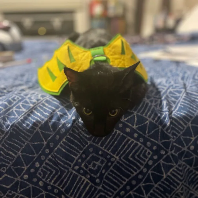 Asha's Cat-Sitting Service