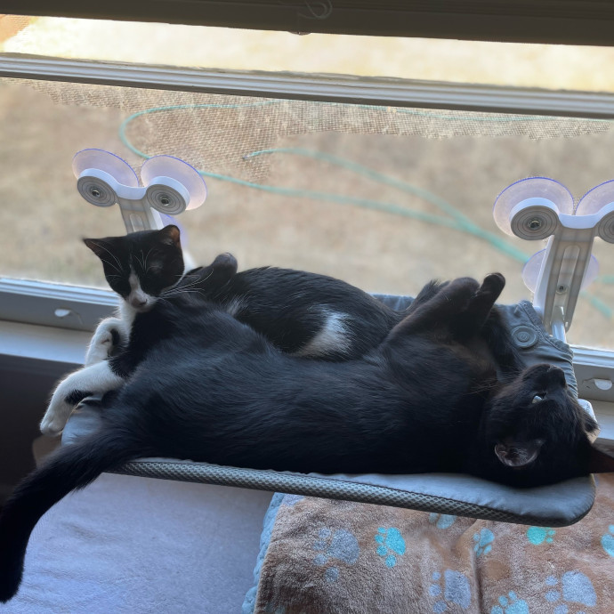 Asha's Cat-Sitting Service