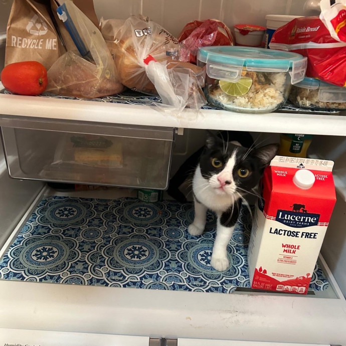 Asha's Cat-Sitting Service photo 3