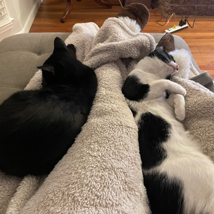 Asha's Cat-Sitting Service photo 2