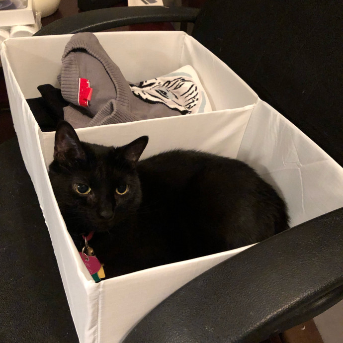 Experienced Cat Lover photo 3