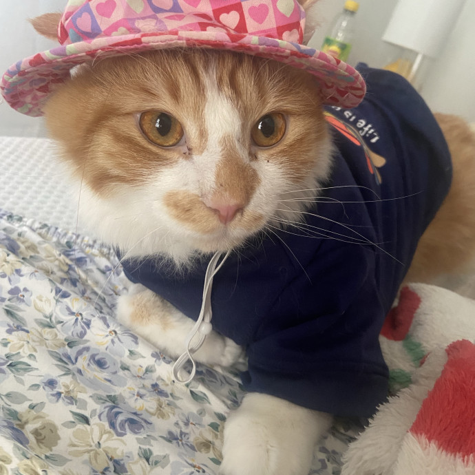 Kitty Mom Ready To Love Like Her Own photo 2