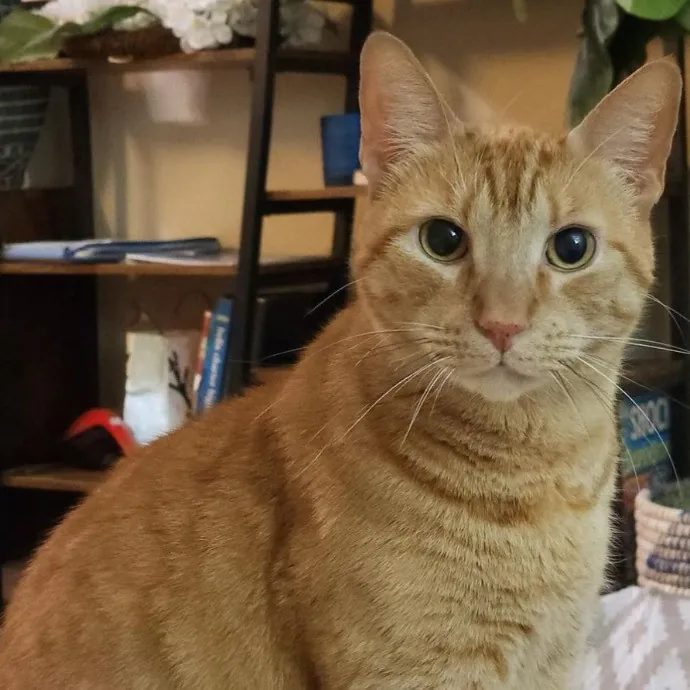 Captivating Cat Sitting