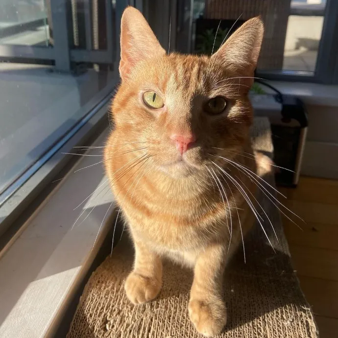 Captivating Cat Sitting