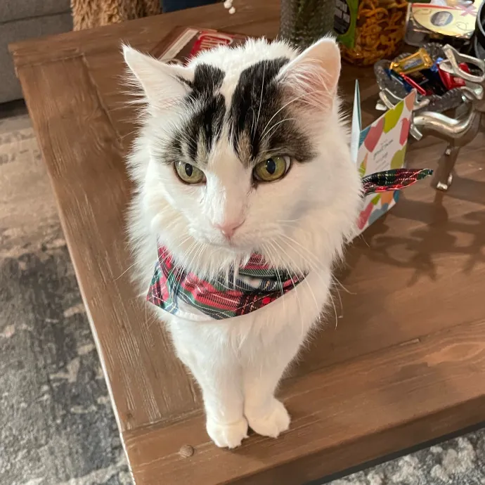 Captivating Cat Sitting