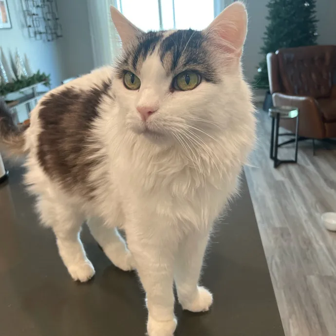 Captivating Cat Sitting