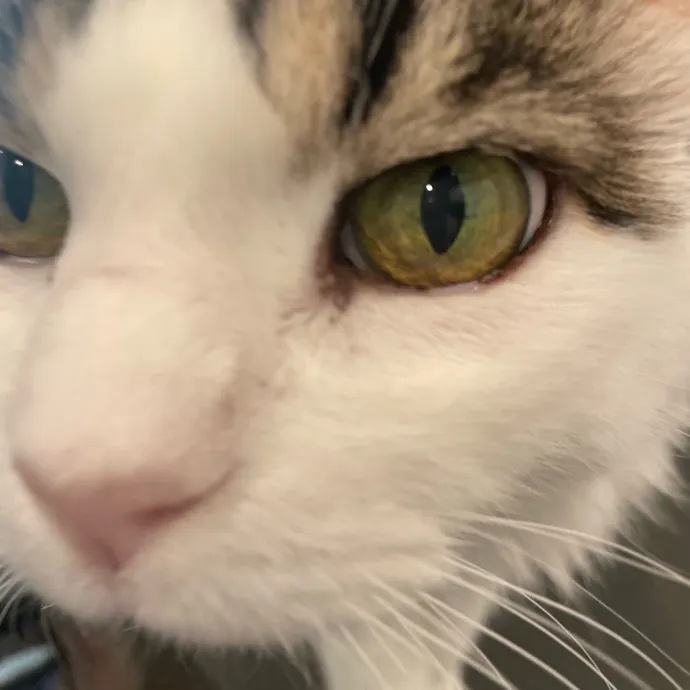 Captivating Cat Sitting