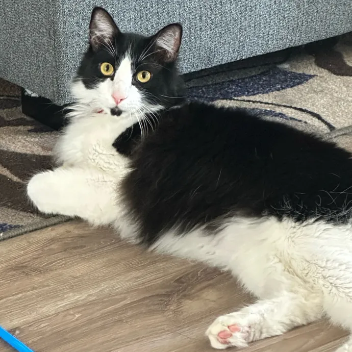 Captivating Cat Sitting