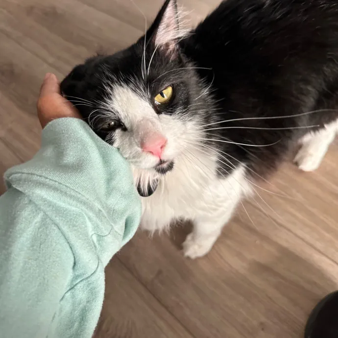 Captivating Cat Sitting