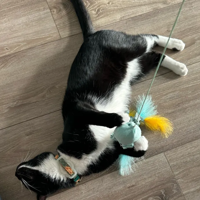 Captivating Cat Sitting