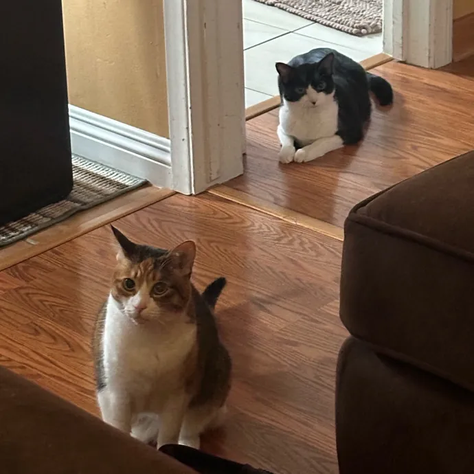 Captivating Cat Sitting