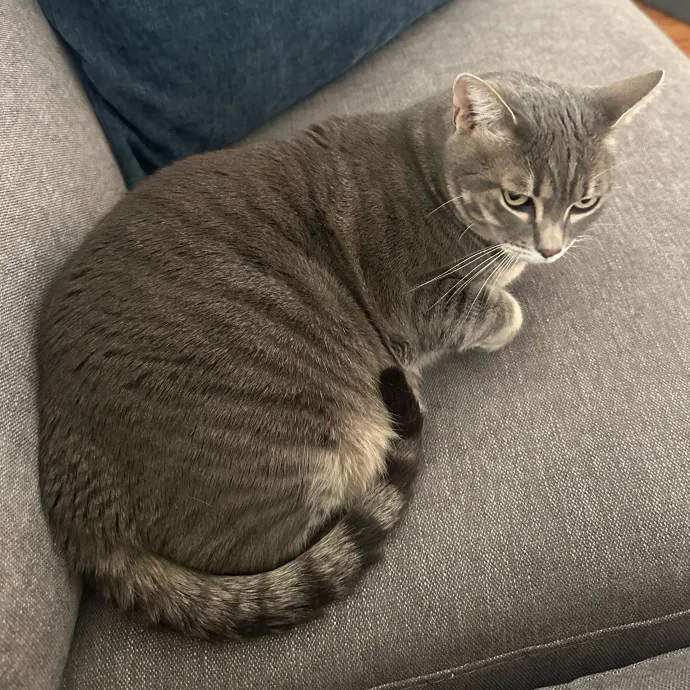 Captivating Cat Sitting