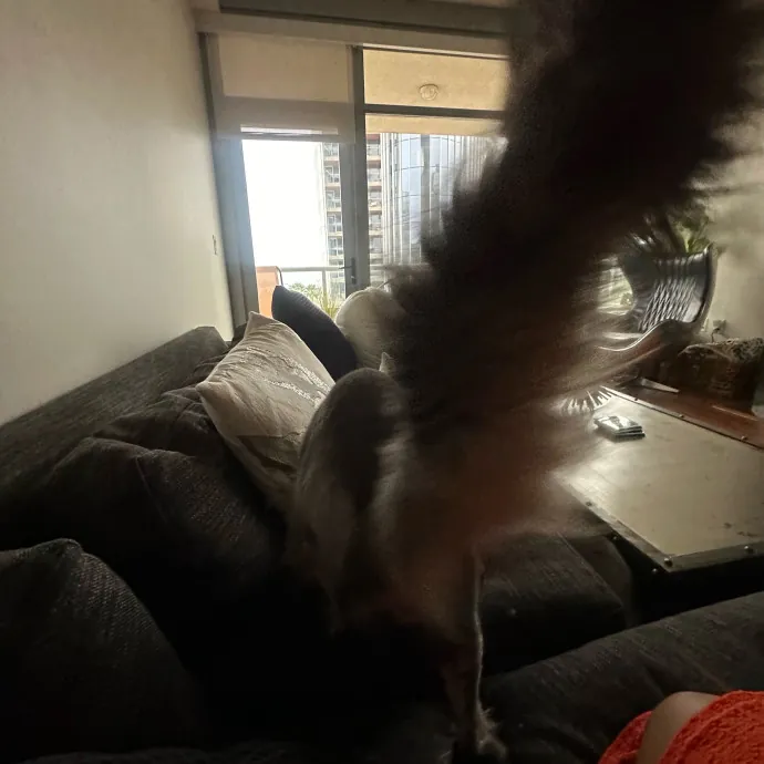 Captivating Cat Sitting