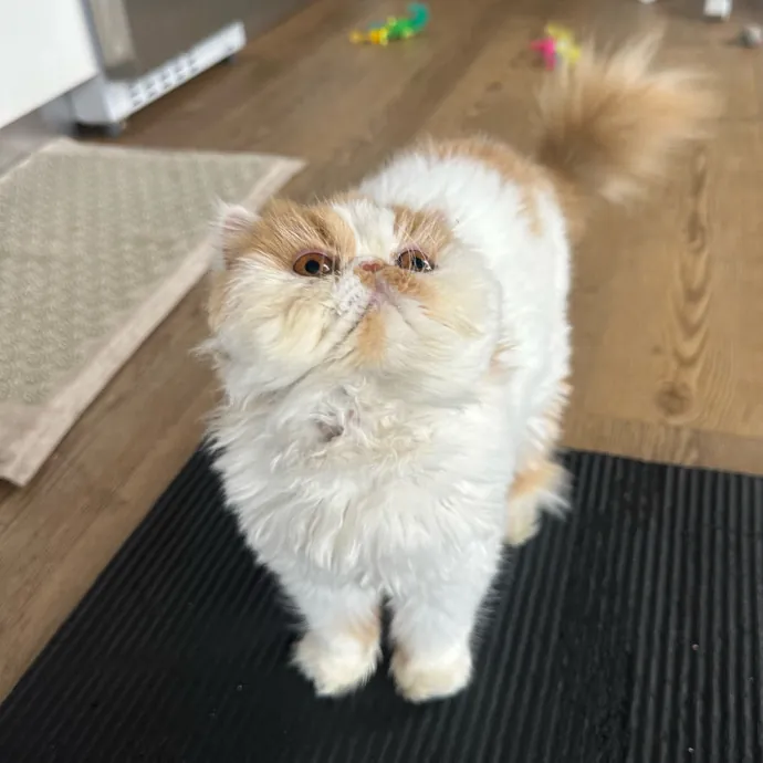 Captivating Cat Sitting