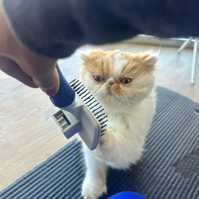 Captivating Cat Sitting