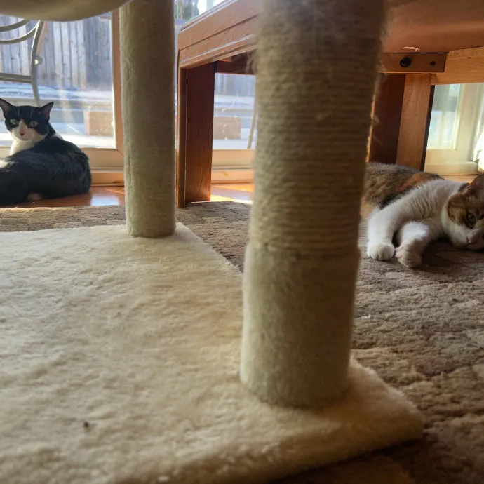 Captivating Cat Sitting